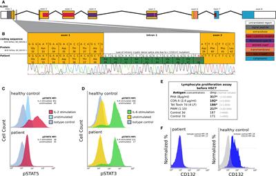 Case Report: A Novel IL2RG Frame-Restoring Rescue Mutation Mimics Early T Cell Engraftment Following Haploidentical Hematopoietic Stem Cell Transplantation in a Patient With X-SCID